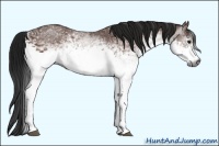 Horse Color:Gray White Spotted Bay 
