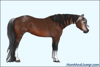 Horse Color:Gray White Spotted Bay 