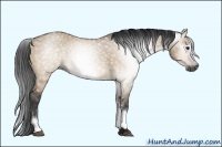 Horse Color:Gray White Spotted Brown Dun 