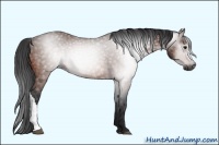 Horse Color:Gray Bay 
