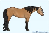 Horse Color:Gray Bay Dun Rabicano 