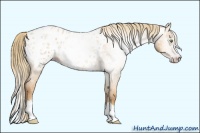 Horse Color:Gray Gold Champagne Roan Dun Splash Blanket Rabicano 