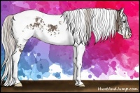 Horse Color:White Spotted Silver Black Splash Tobiano Appaloosa 