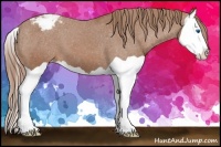 Horse Color:Chestnut Splash Snowcap 