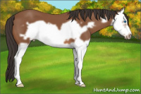 Horse Color:Bay Splash Frame 