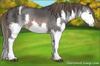 Horse Color:Brown Splash Appaloosa 