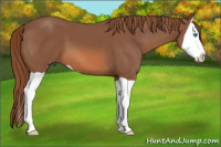 Horse Color:Chestnut Splash 