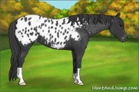 Horse Color:Black Appaloosa 