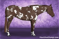 Horse Color:White Spotted Liver Chestnut 