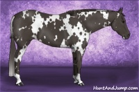 Horse Color:White Spotted Smoky Black 