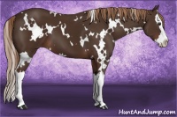 Horse Color:White Spotted Liver Chestnut Splash 