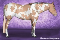 Horse Color:White Spotted Gold Champagne 