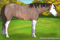 Horse Color:Bay Roan Splash 