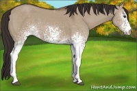 Horse Color:White Spotted Liver Red Dun 