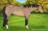 Horse Color:Bay Dun 