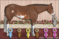 Horse Color:Bay Splash Frame 