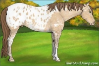 Horse Color:Amber Cream Champagne Ice Appaloosa 