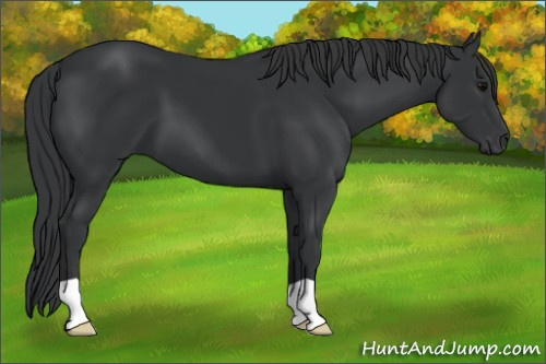 Horse Color: Black 