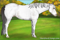 Horse Color:White Spotted Brown 