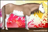 Horse Color:Liver Chestnut Pearl Sabino Splash 