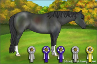 Horse Color:Black 