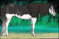 Horse Color:Liver Chestnut Splash