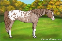 Horse Color:Red Roan Sabino Splash Appaloosa Rabicano 