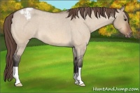 Horse Color:Bay Roan Dun Varnish 