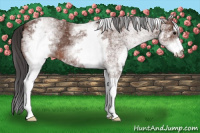 Horse Color:White Spotted Bay 