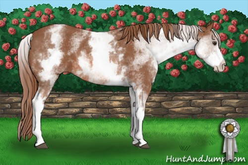 Horse Color: White Spotted Liver Chestnut 