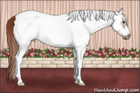 Horse Color:White Spotted Liver Chestnut Frame