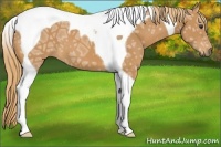 Horse Color:Chestnut Ice Tobiano 
