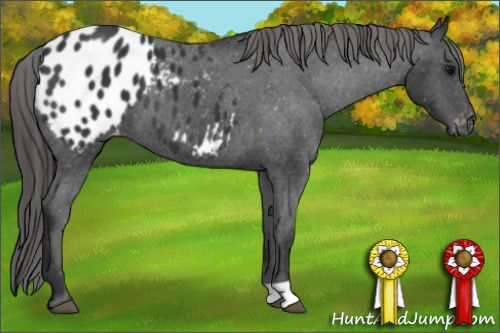Horse Color: Black Blanket 