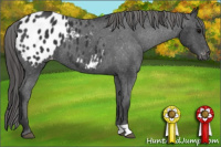 Horse Color:Black Appaloosa 