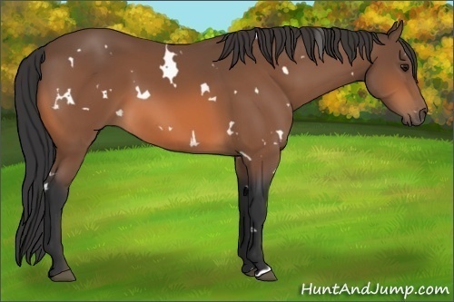 Horse Color:White Spotted Bay 
