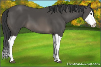 Horse Color:Black Splash