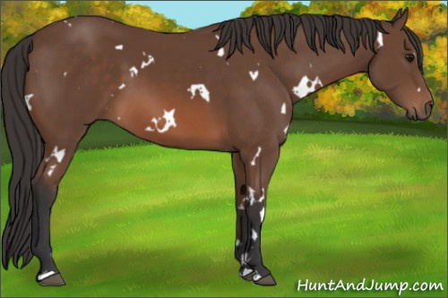 Horse Color: White Spotted Bay 