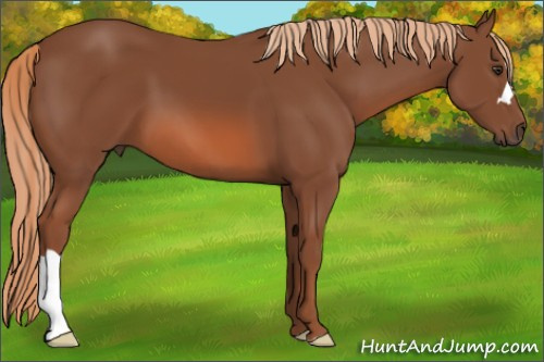 Horse Color: Liver Chestnut 