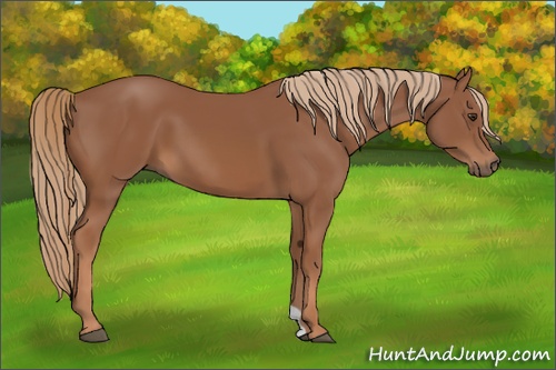 Horse Color: Chestnut 