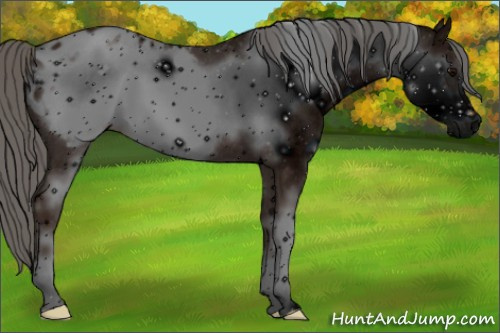 Horse Color: ERROR: UNKNOWN ANOMALY