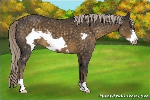 Horse Color: Chocolate Palomino Frame 