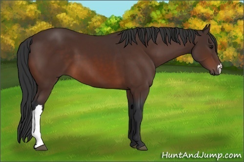 Horse Color: Bay 