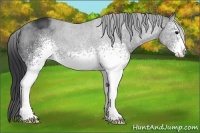 Horse Color:White Spotted Black Sabino 