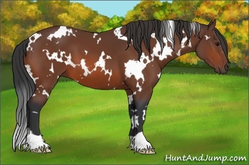 Horse Color: White Spotted Bay 