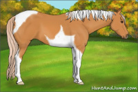 Horse Color:Palomino Tobiano 