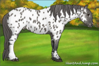 Horse Color:Brown Dun Near Leopard 