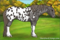 Horse Color:Smoky Black Blanket 
