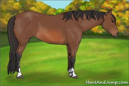 Horse Color: Bay Sabino 