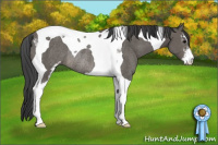 Horse Color:Black Sabino Tobiano Rabicano 