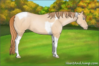 Horse Color:Buckskin Pearl Tobiano 